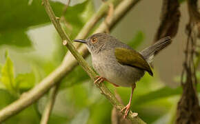 Grey-backed Camaroptera