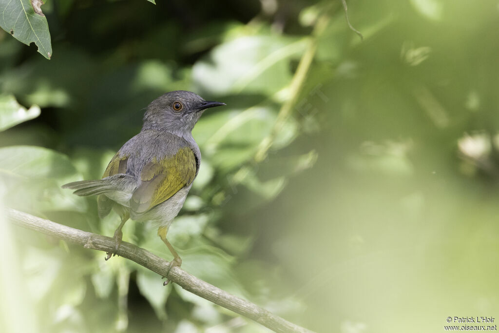 Grey-backed Camaropteraadult