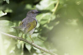 Grey-backed Camaroptera