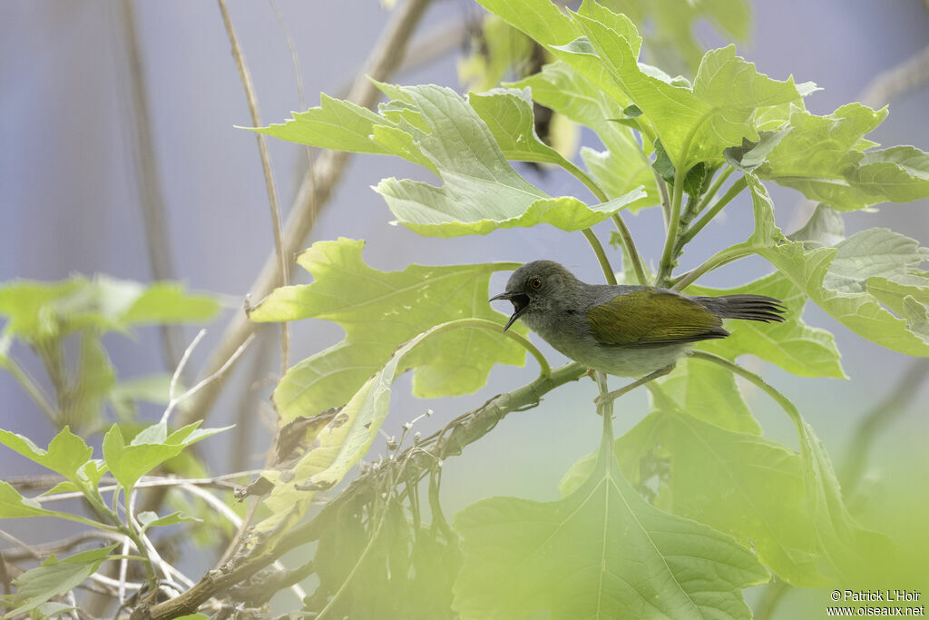 Grey-backed Camaropteraadult