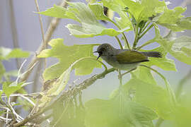 Grey-backed Camaroptera