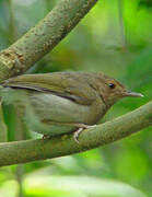 Olive-green Camaroptera