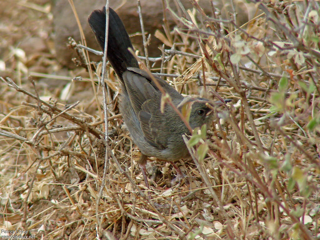 Camaroptère modeste2ème année, habitat, pigmentation, Comportement