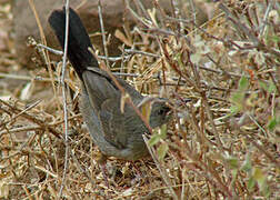 Grey Wren-Warbler