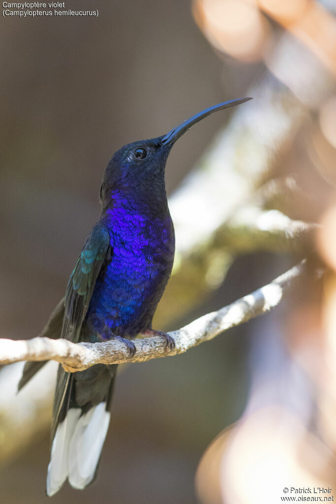 Violet Sabrewing male adult