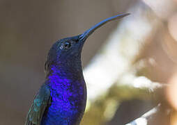 Violet Sabrewing