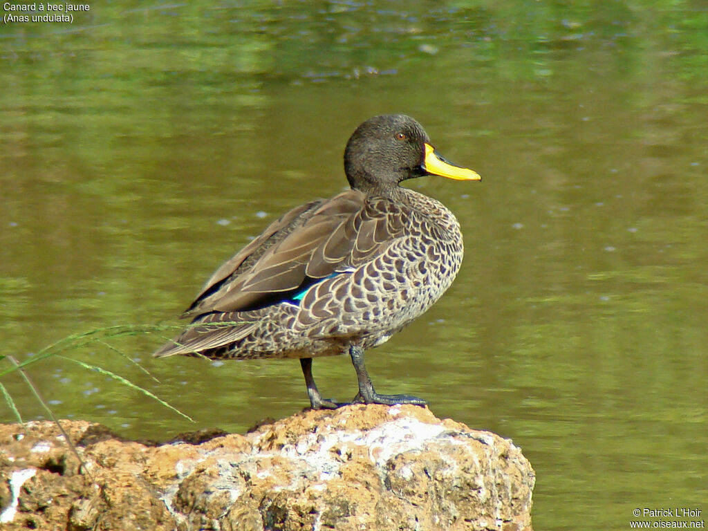 Canard à bec jaune