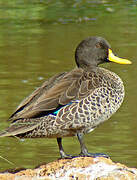 Canard à bec jaune