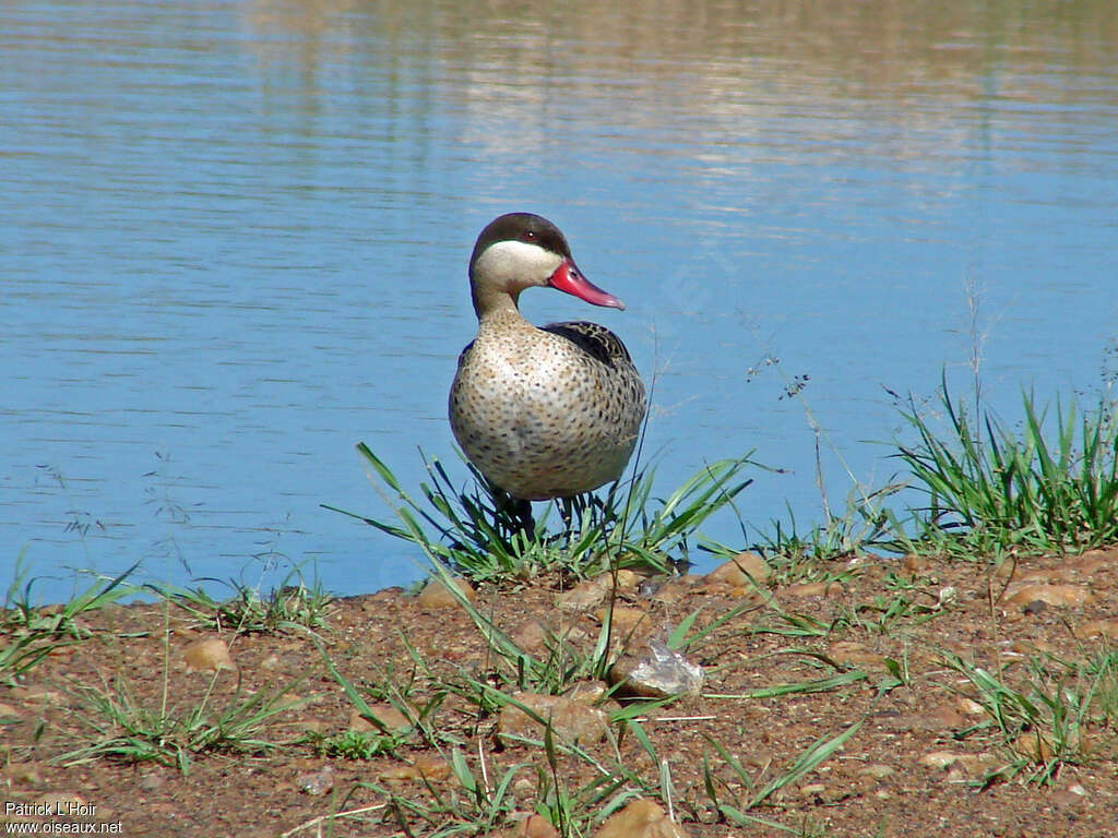 Red-billed Tealadult, close-up portrait