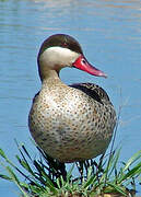 Canard à bec rouge