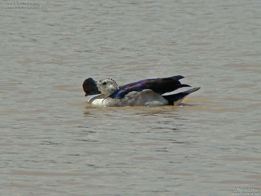 Canard à bosse