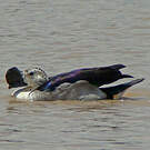 Canard à bosse
