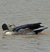 Knob-billed Duck