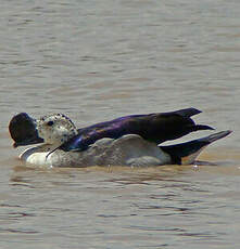 Canard à bosse