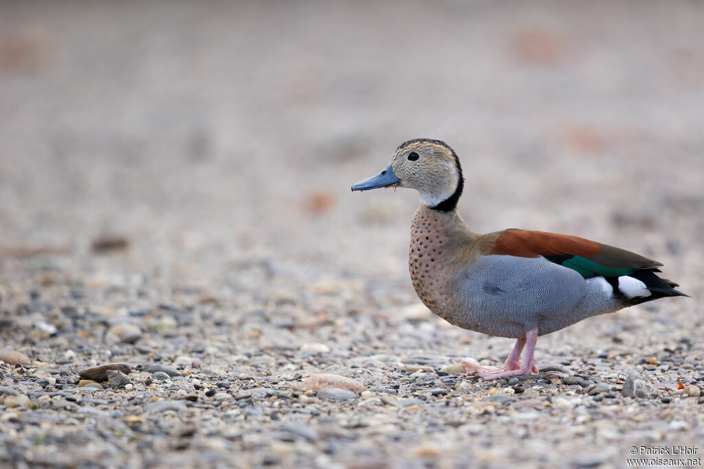 Canard à collier noir mâle adulte