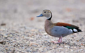 Ringed Teal