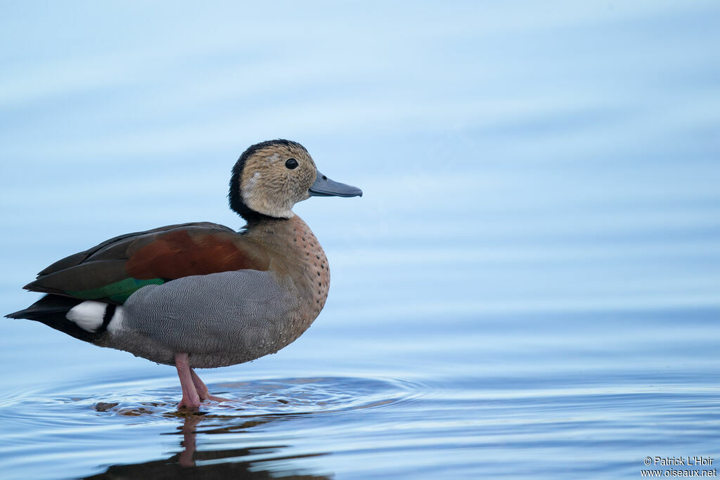 Canard à collier noir