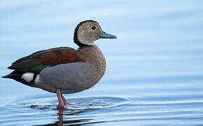 Canard à collier noir