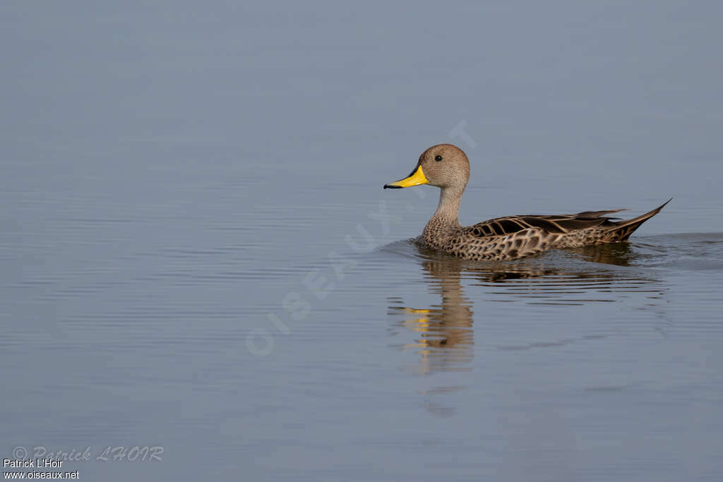 Yellow-billed Pintailadult, pigmentation, swimming