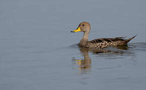 Yellow-billed Pintail