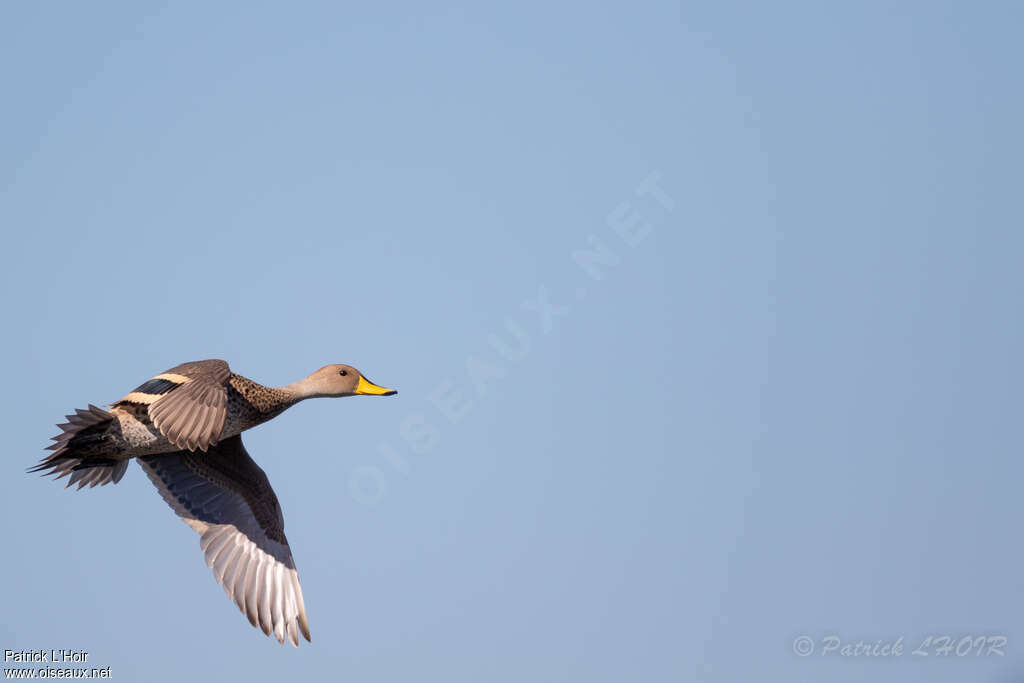 Yellow-billed Pintailadult, Flight