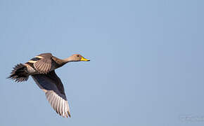 Yellow-billed Pintail