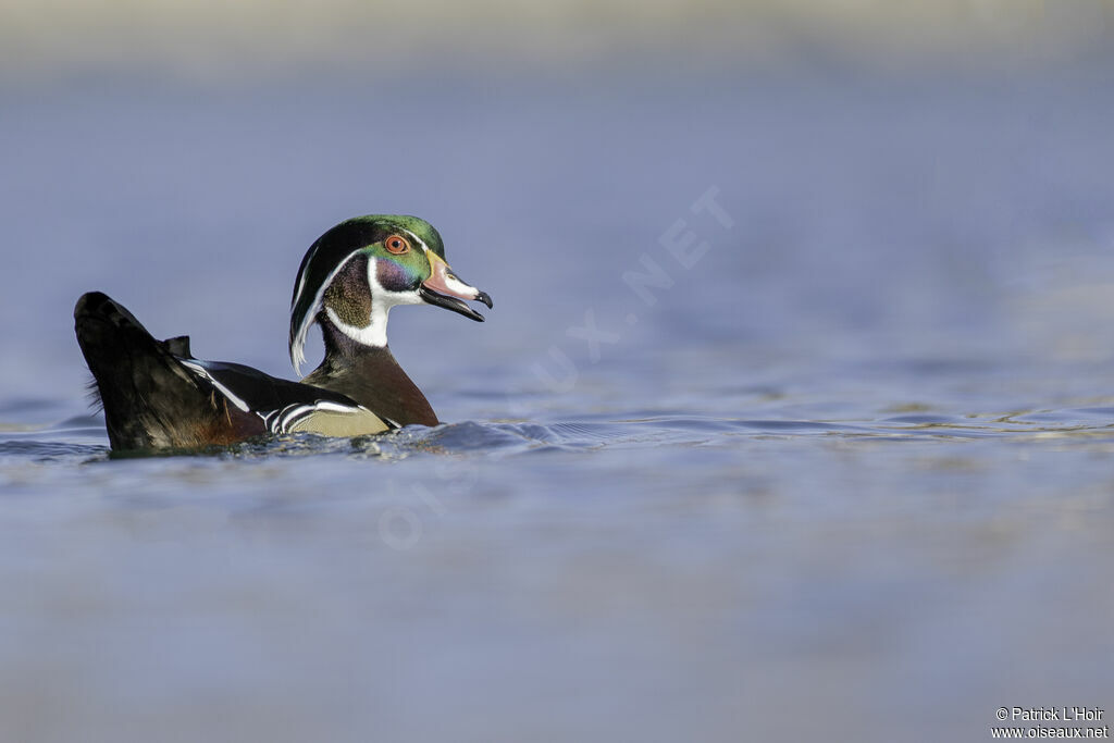 Canard carolin mâle adulte