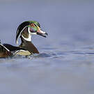 Canard carolin