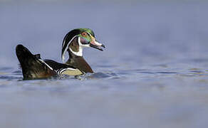 Wood Duck