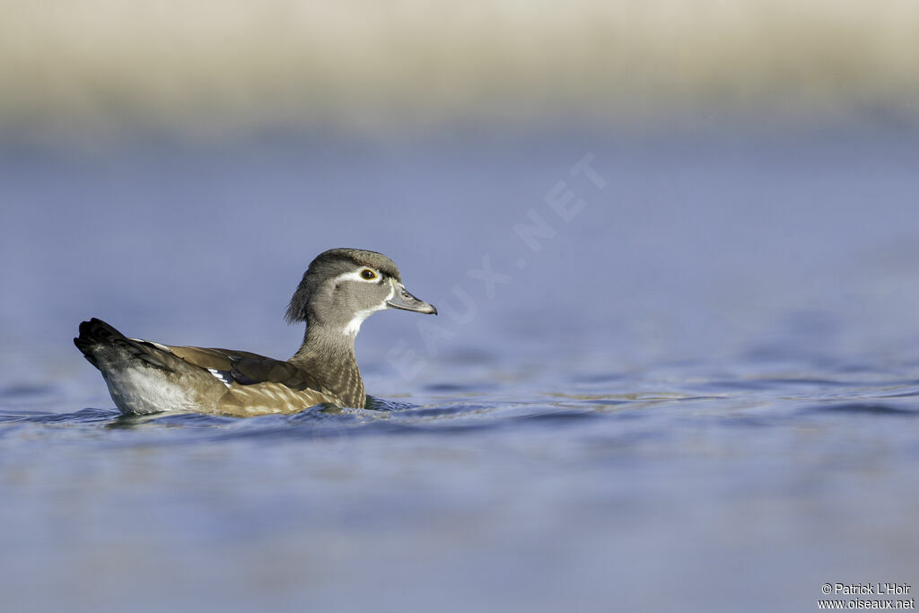 Canard carolin femelle adulte