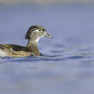 Canard carolin