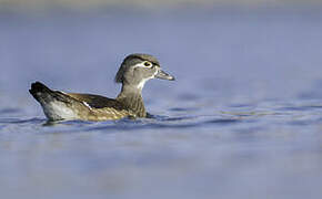 Wood Duck