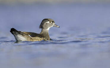 Canard carolin