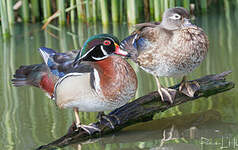 Canard carolin