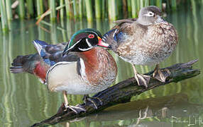 Wood Duck