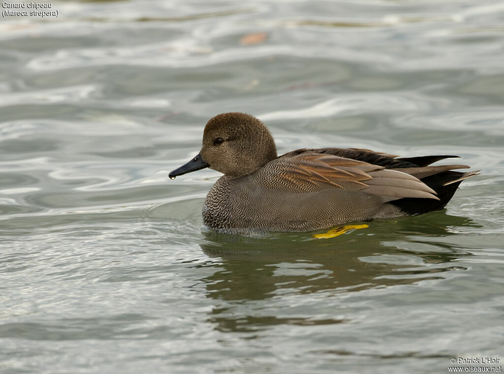 Canard chipeau mâle adulte internuptial