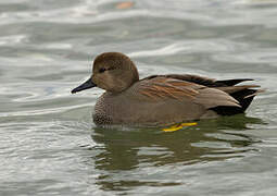 Gadwall