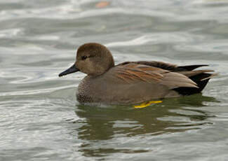 Canard chipeau