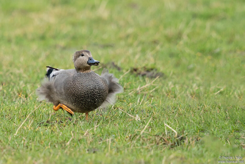 Gadwall male adult post breeding, courting display