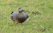 Canard chipeau