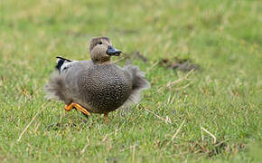 Gadwall