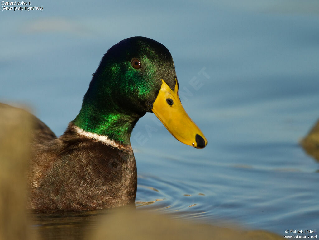 Canard colvert mâle adulte