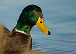 Canard colvert