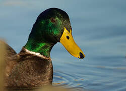 Canard colvert