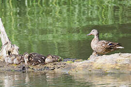 Canard colvert