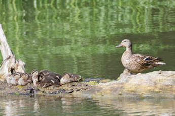 Canard colvert