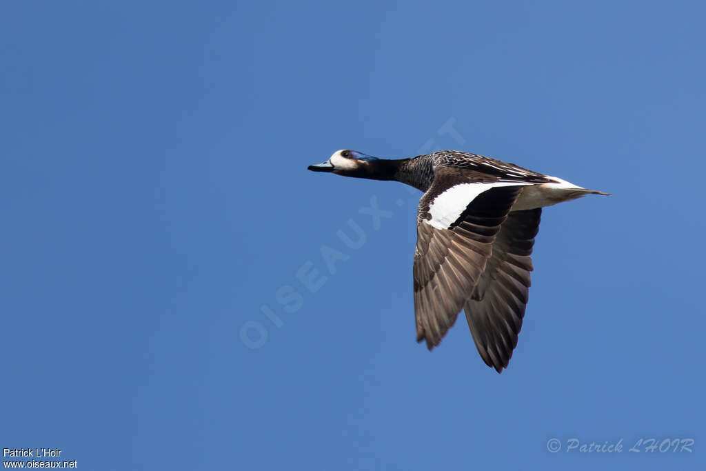 Canard de Chiloé mâle adulte, Vol