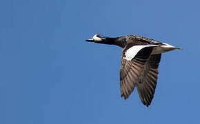 Chiloe Wigeon