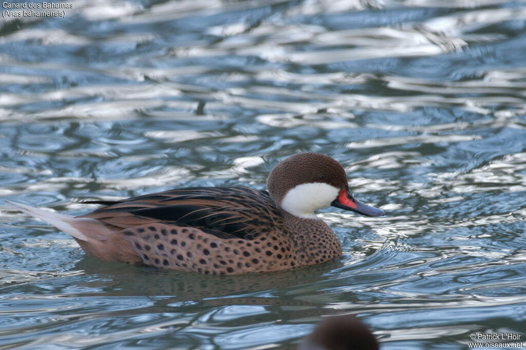 White-cheeked Pintail