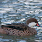 Canard des Bahamas
